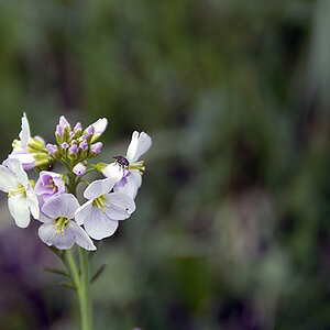 Blume mit Fliege klein