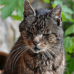 Kater