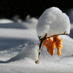 acomp winter rissen 0895a