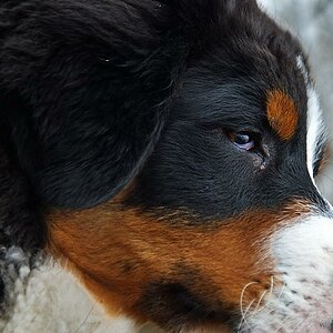 Balu, unser Familienzuwachs