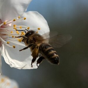bienchen