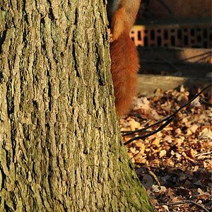 Eichhörnchen