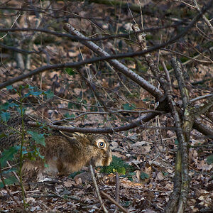 Hase