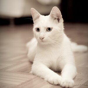 web Katzen 100402 3295