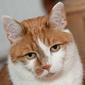 web Katzen 100402 3303