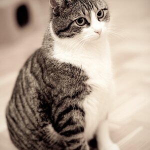 web Katzen 100402 3291
