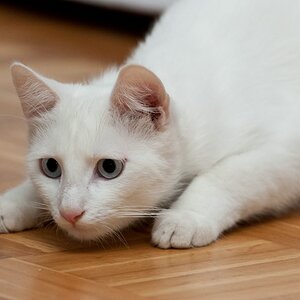web Katzen 100402 3267