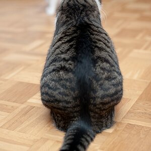 web Katzen 100402 3292 2