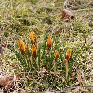 Der Frühling kommt mit Macht