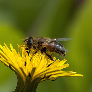 2010 04 16 Biene