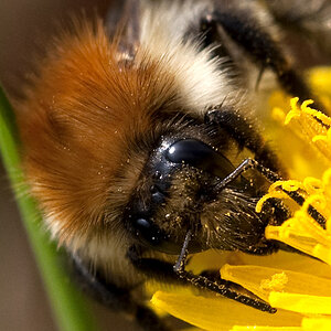 2010 04 16 Hummel