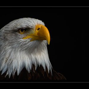 Weisskopfseeadler