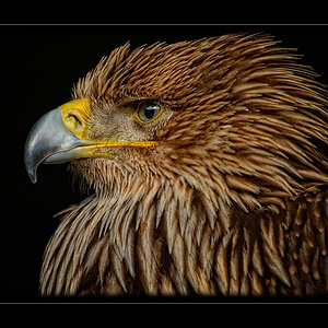 Kaiseradler