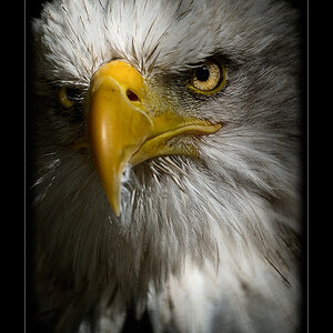 Weisskopfseeadler
