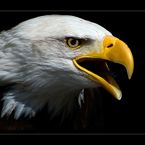 Weisskopfseeadler