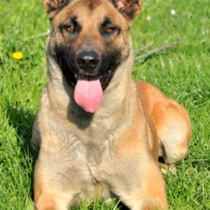 Ginger17042010Platz001Forum