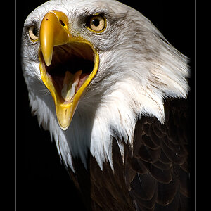 Weisskopfseeadler