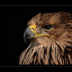 Kaiseradler