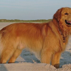 Strandwart