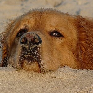 Sandwart
