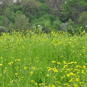 Wiese und Gebüsch am Rande des Neckars