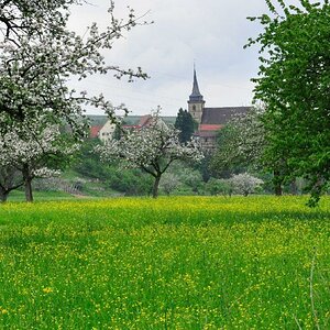 Ingersheim zwischen den Bäumen