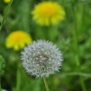 Gänseblume - nachher und vorher