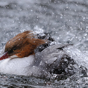 Gänsesäger weibl.
Nordamerika
Tiergarten Nürnberg