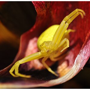 Krabbenspinne auf roter Tulpe