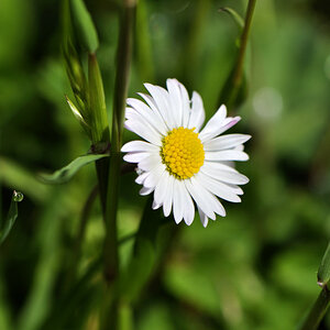 gänseblümchen