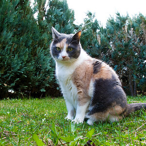 Katze