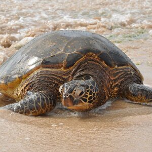 Seaturtle