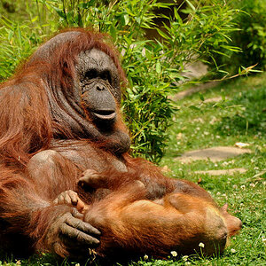 Zoo münster