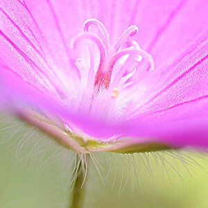 Blume002