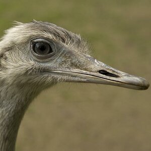 vogel strauß