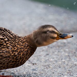 Ente schüttle Dich