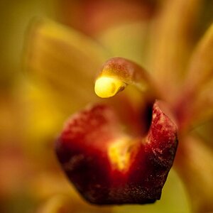 Orchideen Macro