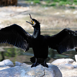 kormoran2