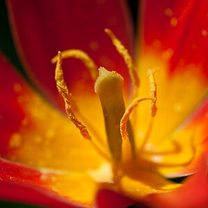 201004077537 - Tulpe
Beispielbild Sigma 180mm/1:3,5 Macro DG HSM