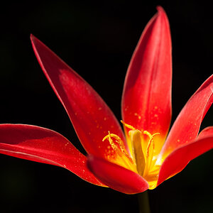 201004077539 - Tulpe
Beispielbild Sigma 180mm/1:3,5 Macro DG HSM