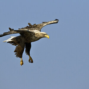 seeadler 01
