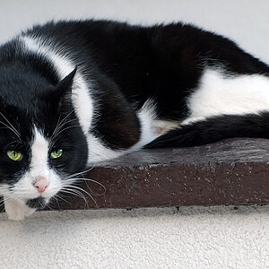 moglie 2010 s