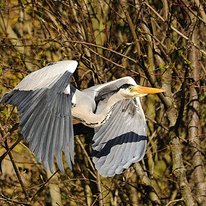 Graureiher
Tiergarten Nürnberg
