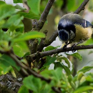 image117