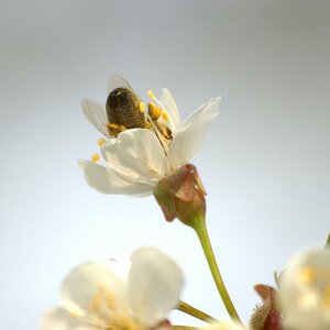 Kirschblüte
