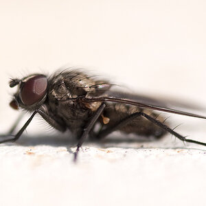 Fliege 01