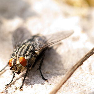 Fliege 02