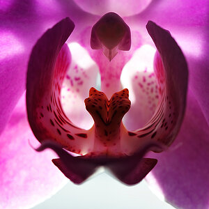 orchid1