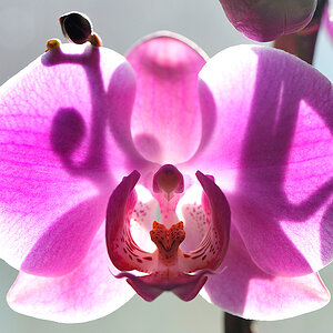 orchid3