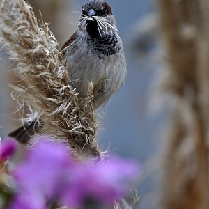 Spatz 2010 www 2